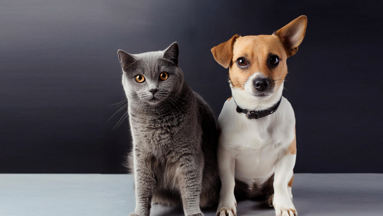 Perros y gatos como estrategia de comunicación altamente efectiva
