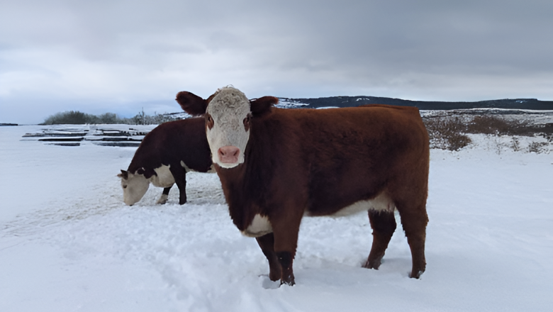Recomendaciones para el cuidado de los animales de producción durante el invierno
