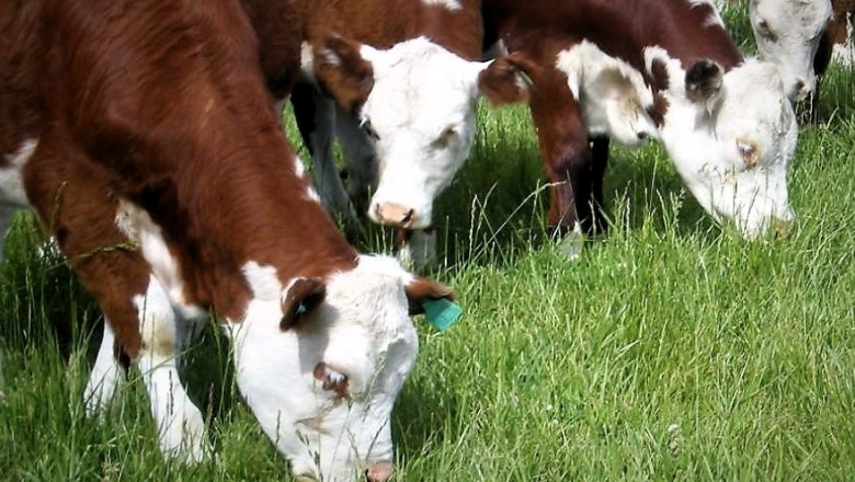 El Senasa promueve la aplicación de pautas de bienestar animal en la actividad ganadera