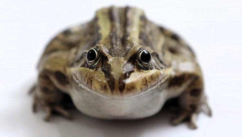Evalúan el impacto del estrés ambiental en "ranas criollas"