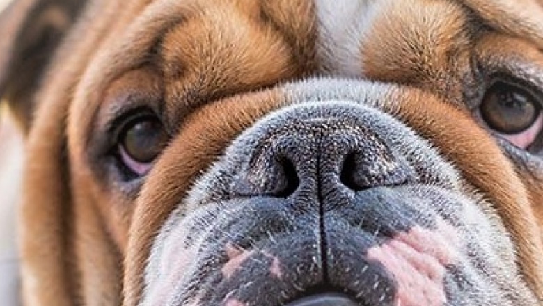 El ICECDogs aconseja evitar la difusión de imágenes de perros con formas corporales extremas