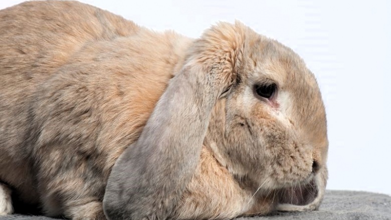 Una nueva investigación analiza los problemas frecuentes de salud en los conejos domésticos