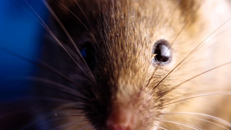 Detectan anticuerpos contra Orthohantavirus en roedores de Misiones