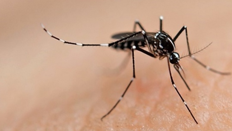 La prevención y control del dengue debe realizarse todo el año