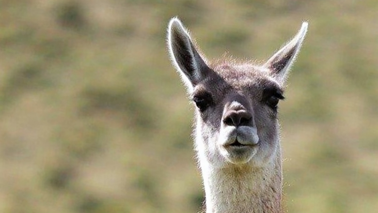 Actualizan el "Plan Nacional para el Manejo Sostenible del Guanaco"