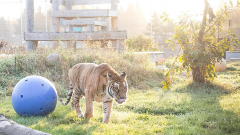 La última tigresa de Bengala del ex zoo de Mendoza fue trasladada a un santuario en EEUU