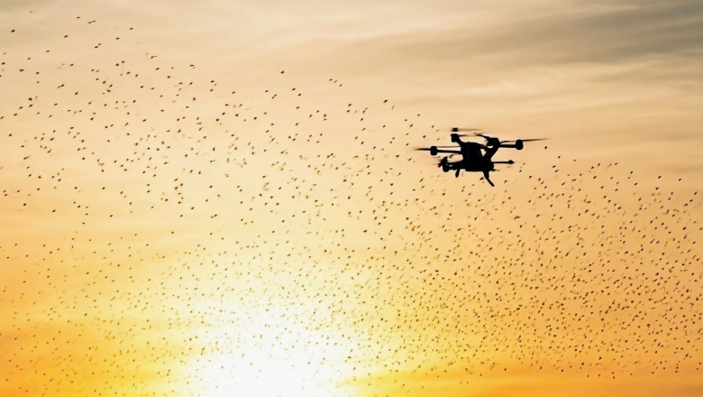 Investigan el impacto del uso de drones en las aves