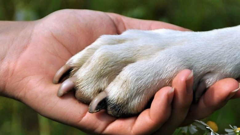 El proceso del duelo tras la muerte de una mascota es similar al de un ser querido humano