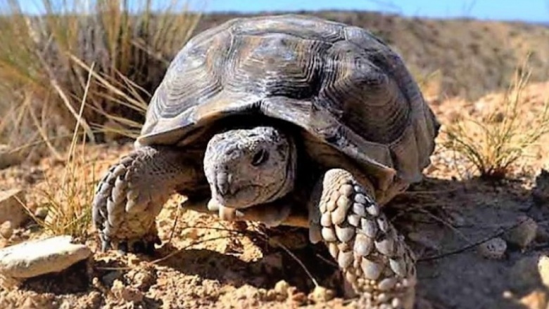 Rescatan y monitorean tortugas terrestres argentinas