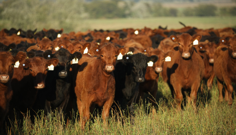 Agtech: la nueva división de soluciones tecnológicas de Biogénesis Bagó