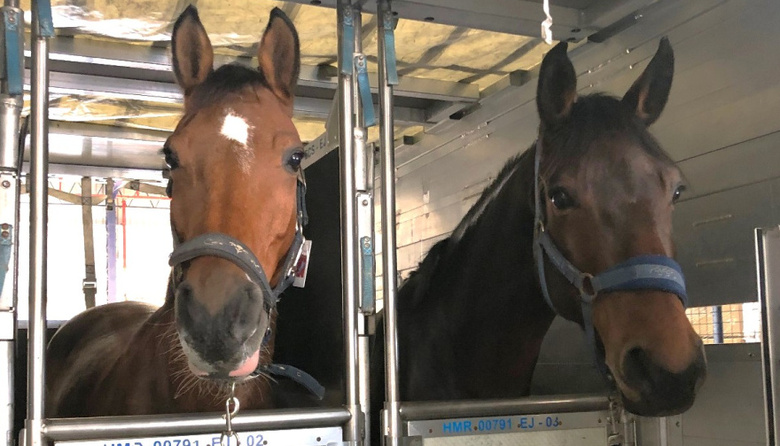 Establecen nuevas condiciones sanitarias para el aislamiento de equinos importados