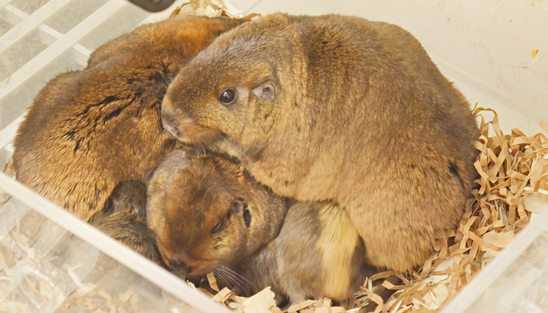 Identifican el lenguaje oculto del tuco-tuco colonial