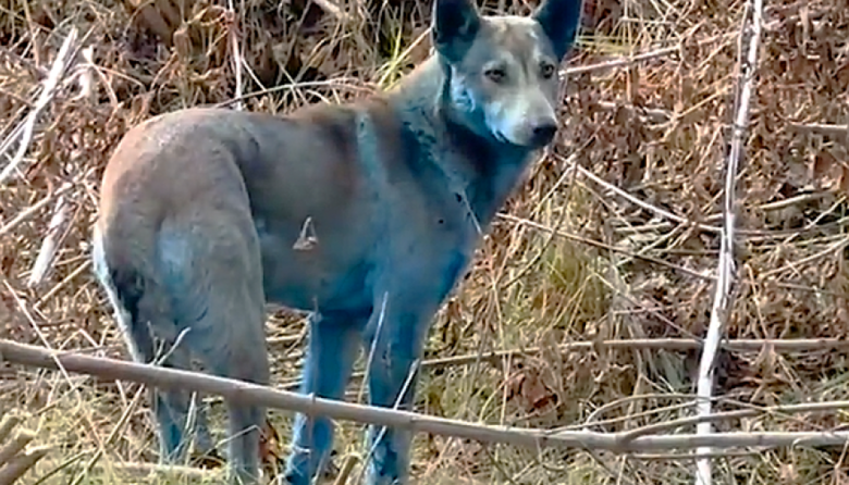 Misterio en Chernóbil: ¿Por qué hay perros azules? 
