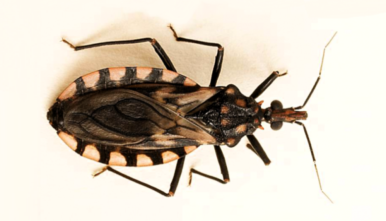 Desarrollan una vacuna nasal experimental contra el Chagas