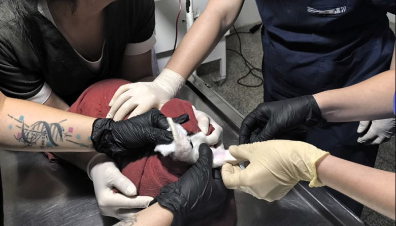 Primera transfusión de sangre en un conejo en el Hospital Escuela Veterinario de la FCV UNNE