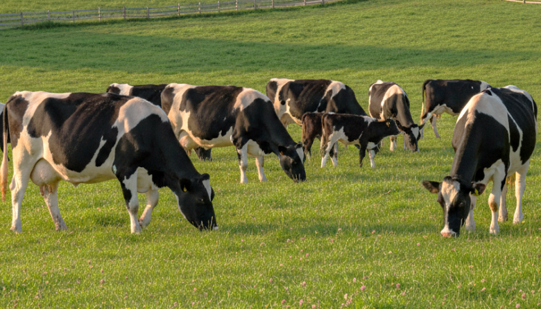 Nuevos requisitos para evaluar la eficacia de antisárnicos bovinos