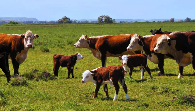 Evalúan el uso de taninos vegetales en el control de parásitos en bovinos