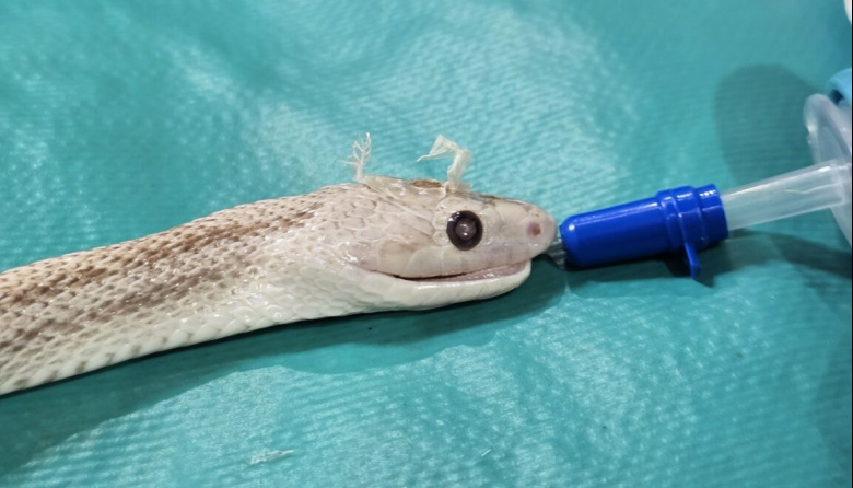 Exitosa cirugía en la UNNE: extirpan un tumor a una culebra exótica