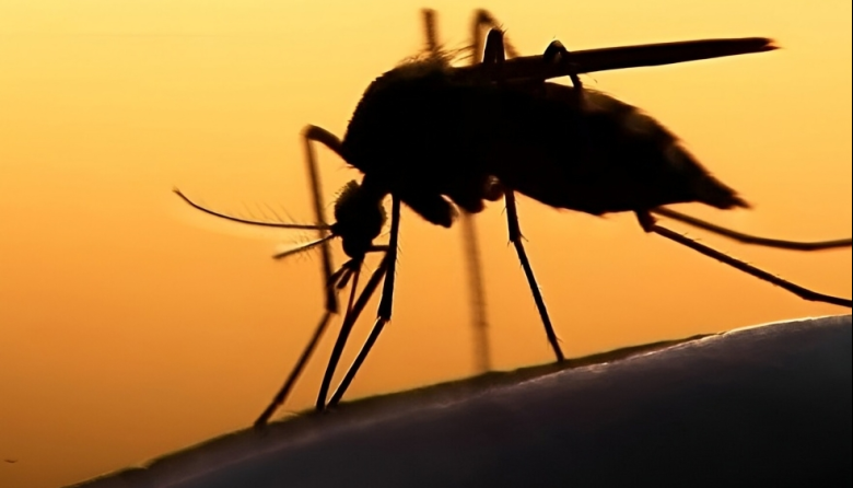 Revelan el origen global del mosquito del dengue