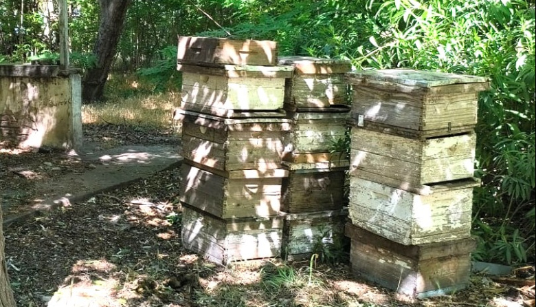 Detectan foco de Loque americana y desmantelan una sala de extracción ilegal