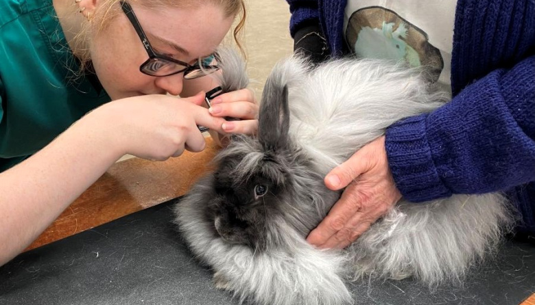 Estudio revela daños ocultos en los oídos de conejos de orejas caídas