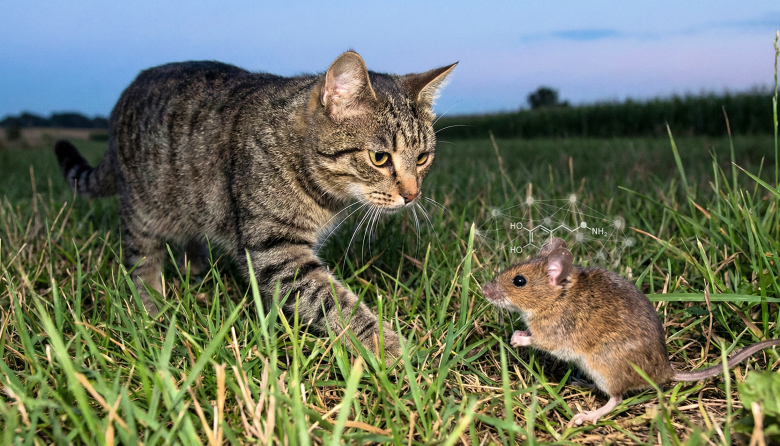 Cómo la toxoplasmosis altera el comportamiento animal