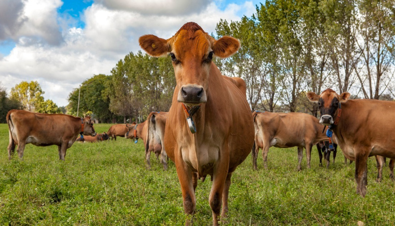 SENASA amplía el alcance de la vacunación estratégica contra la brucelosis bovina
