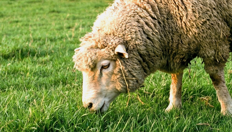 SENASA endurece controles para frenar la expansión de la sarna ovina