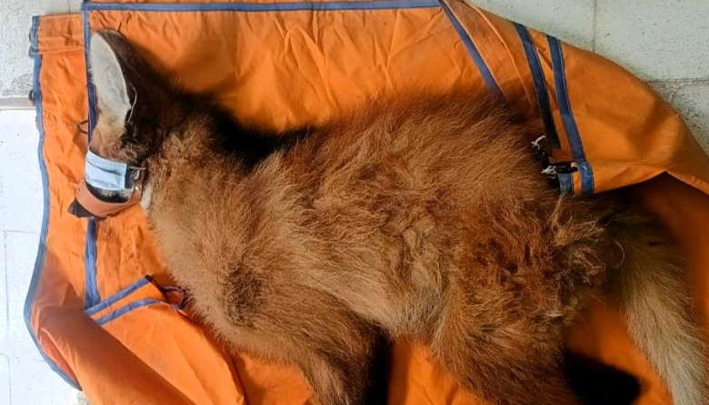 Confirman rabia en un Aguará Guazú y activan los protocolos