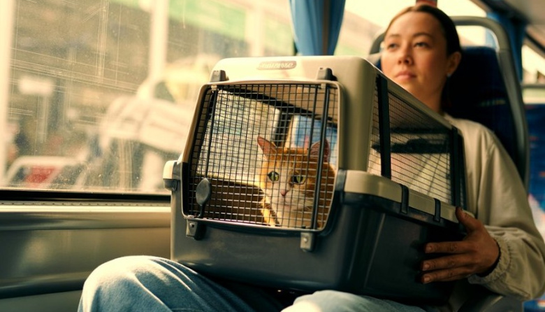 Autorizan trasladar animales de compañía en trenes y micros de larga distancia