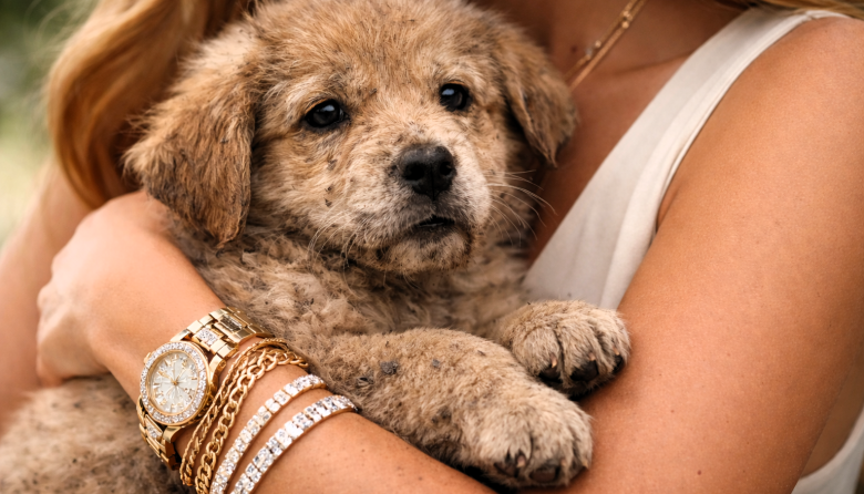 ¿Por qué tantas celebridades eligen el bienestar animal como causa personal?