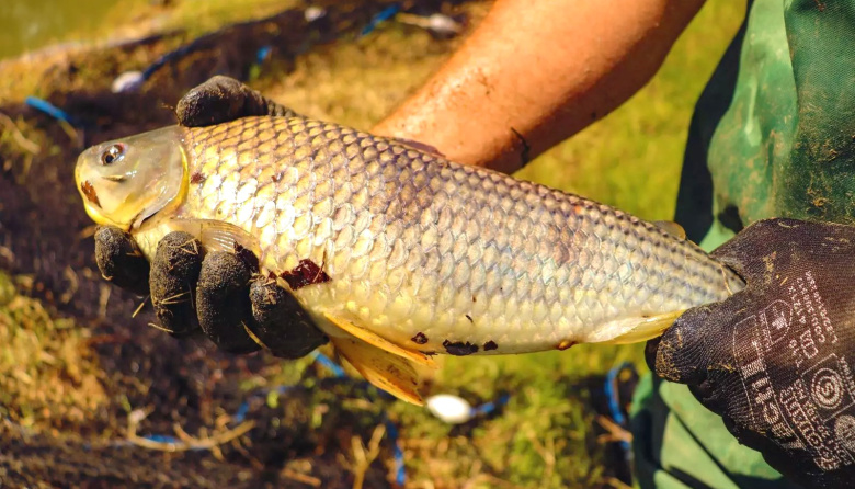 La boga se consolida como una nueva alternativa acuícola en Santa Fe