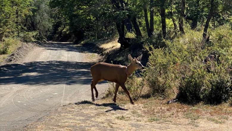 El huemul vuelve a estar presente en el Parque Nacional Lanín luego de 30 años de ausencia
