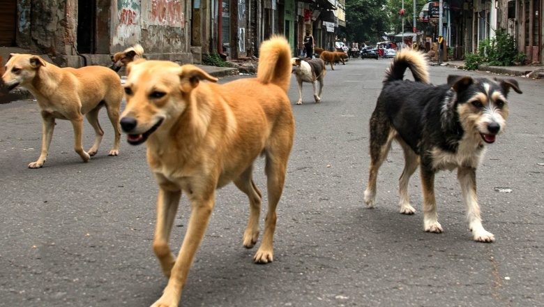 Abordaje a la problemática de los perros en situación de calle