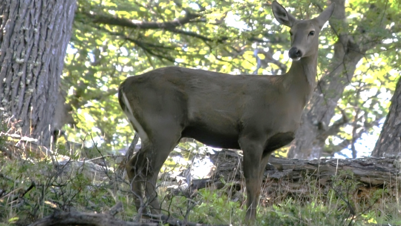 Firman una declaración para fortalecer la conservación del huemul en la Patagonia