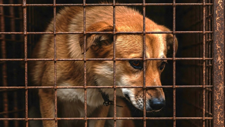 Día del Animal: ¿Por qué se celebra en Argentina?
