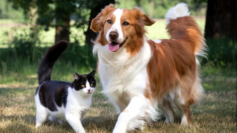 El "buen vivir": un enfoque integral en la salud de los animales de compañía
