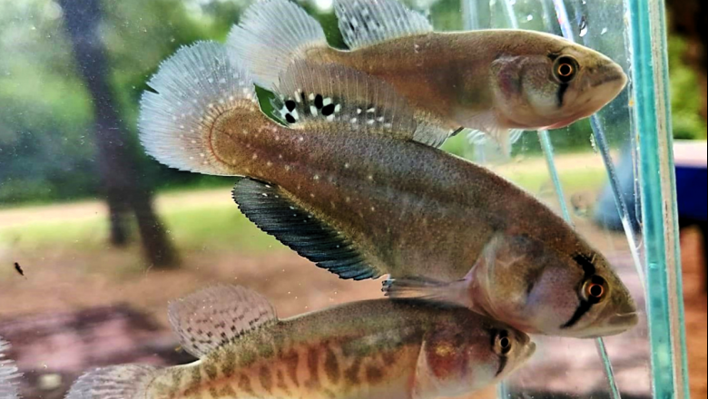 Descubren una nueva especie de pez killi gigante