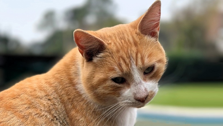 Un gato dio positivo a rabia en Salliqueló