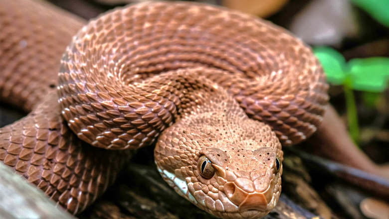 Animales ponzoñosos: cada año se producen unos 470.000 ataques en la región de las Américas