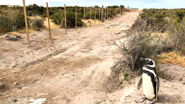 Confirman la sentencia condenatoria para el autor de la masacre de pingüinos en Punta Tombo