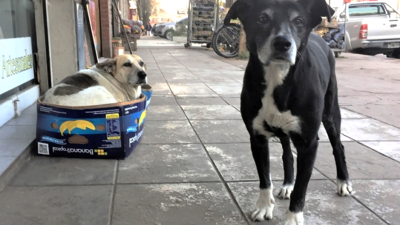 Miles de perros sin raza o mestizos esperan una segunda oportunidad
