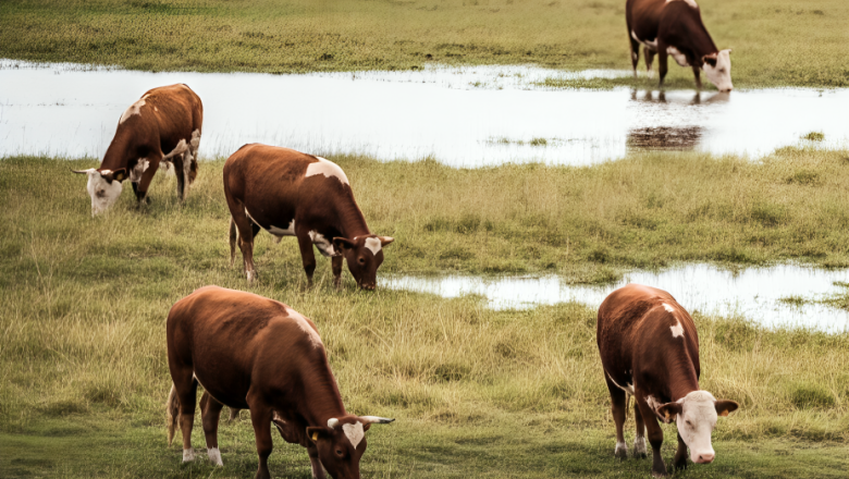 Pautas para el manejo del ganado en campos con exceso hídrico