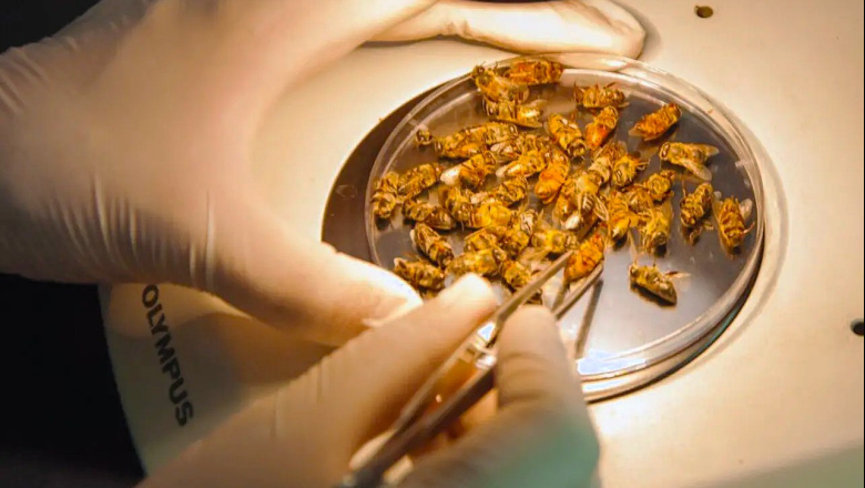 INTA: logran secuenciar el genoma completo del virus de las alas deformadas en abejas