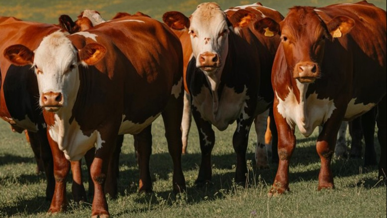 Pautas para el control de los parásitos internos en los rodeos