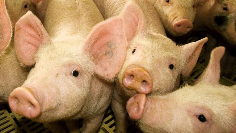 Recomendaciones del Senasa para garantizar la sanidad en la producción porcina