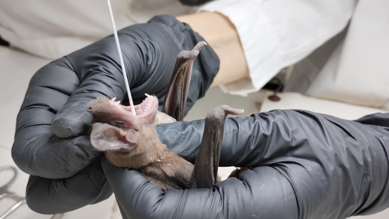Detectan en Corrientes coronavirus en murciélagos con técnica de biología molecular