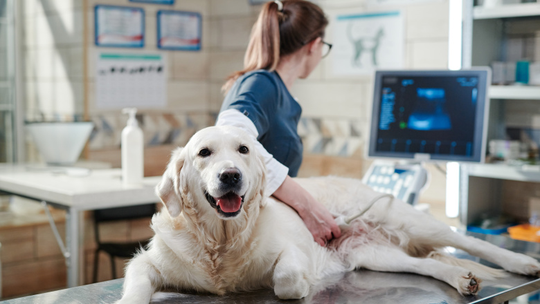 Uso de ONCOVET M en el tratamiento del síndrome de Cushing en medicina veterinaria