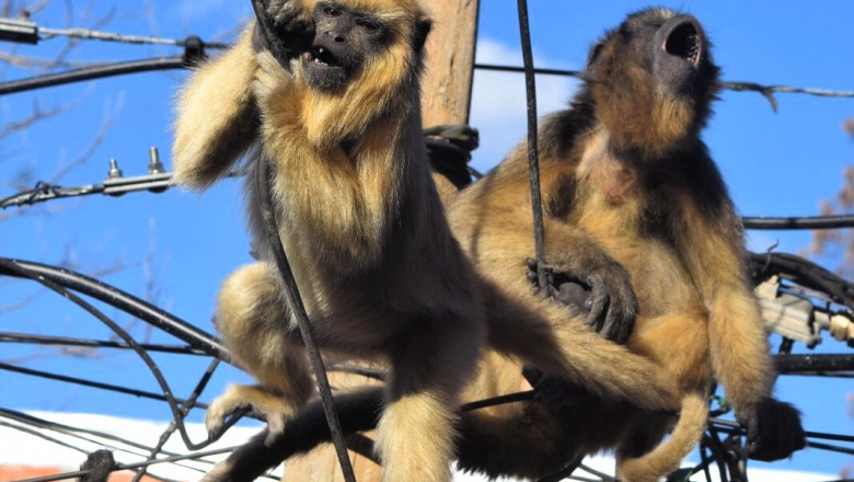 Ataques de perros y electrocución: dos amenazas para la conservación de los monos carayá