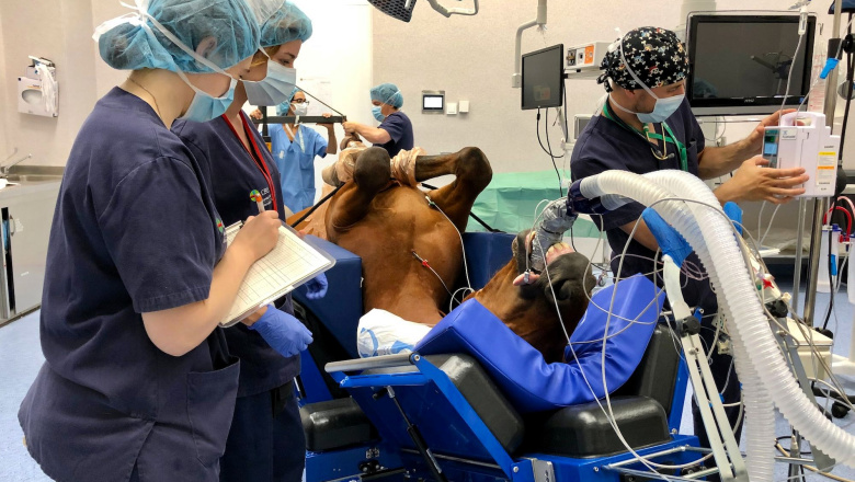 Revelan una reducción de la mortalidad anestésica en caballos a nivel mundial